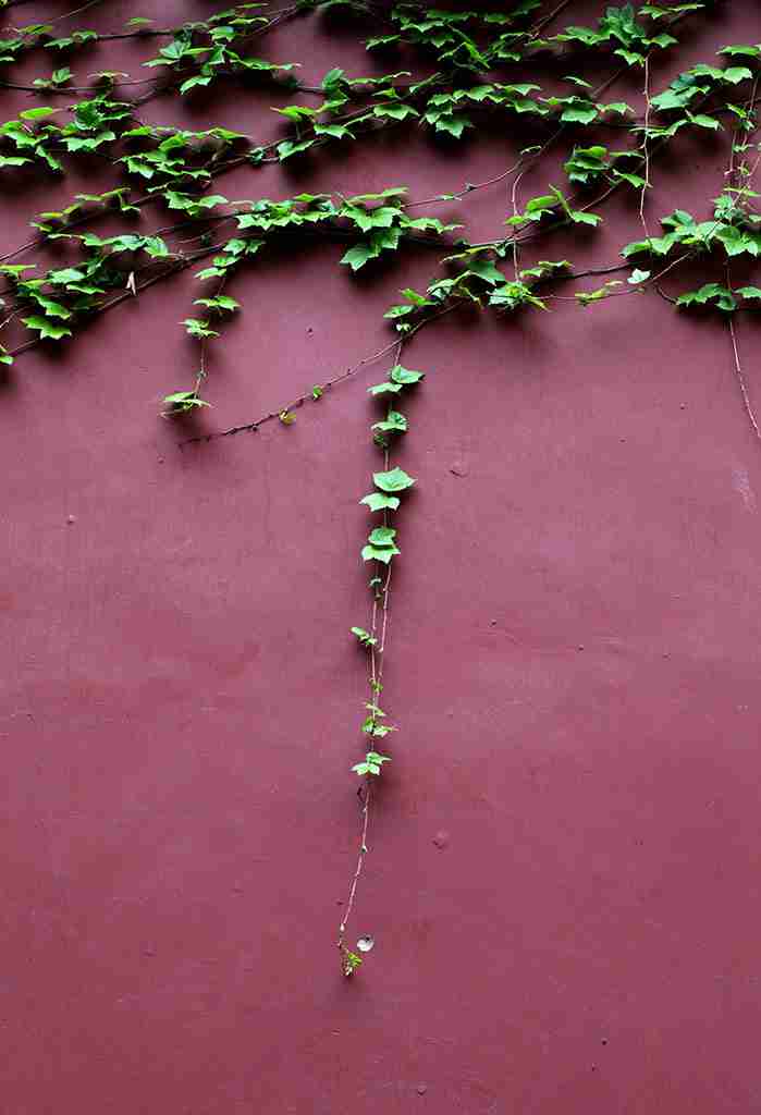 植物花卉荷花图片大全