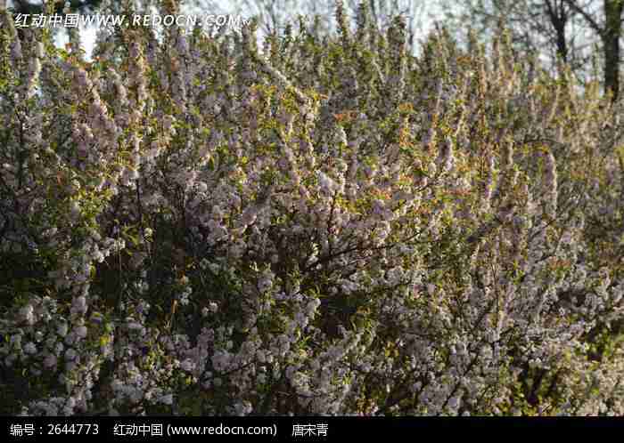 花卉植物特写图片_动物植物图片