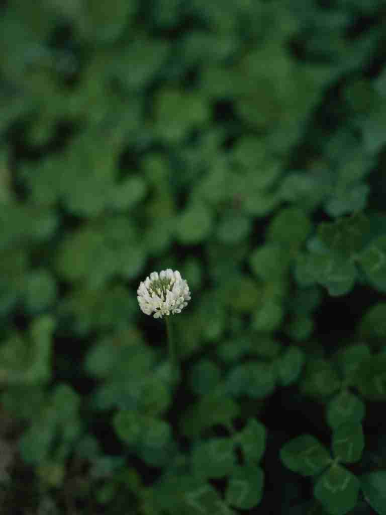 高清植物花草图片下载