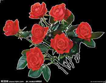 花类植物_图片搜索