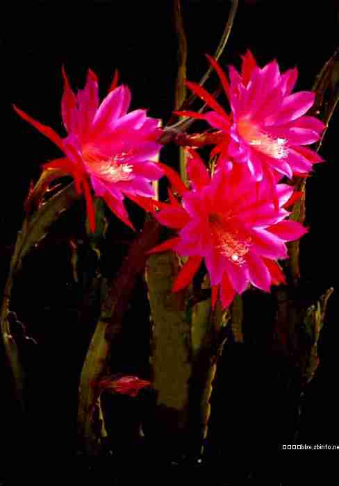 植物花卉你知晓多少