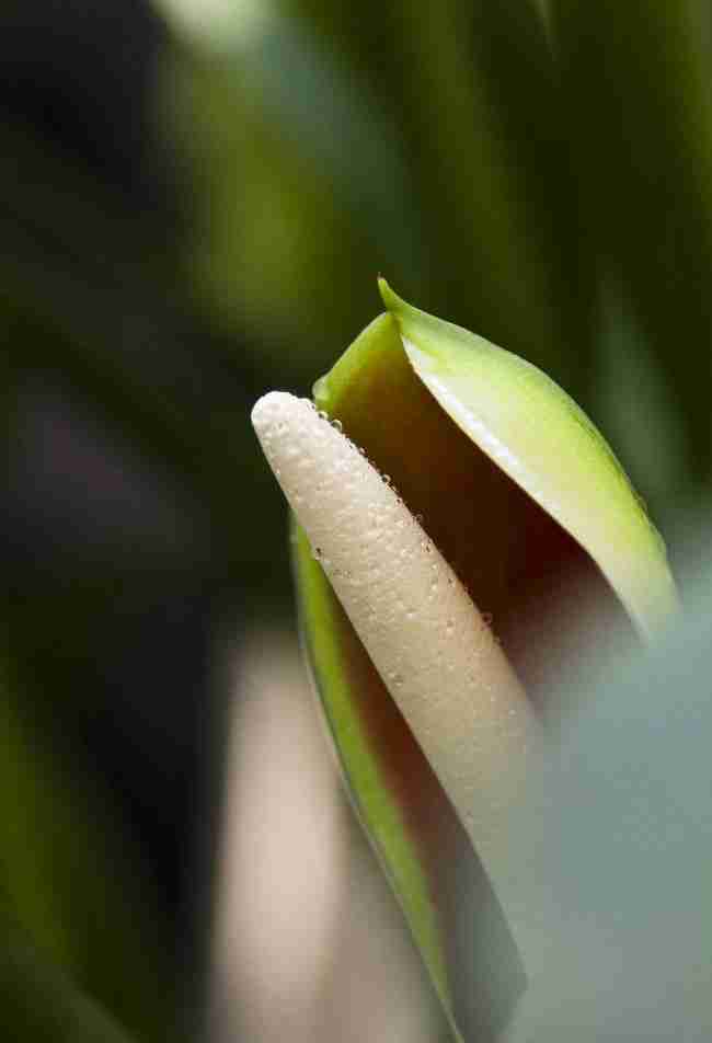 植物花卉_浏览相册