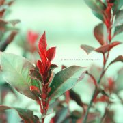 bou植物花卉摄影作品欣赏