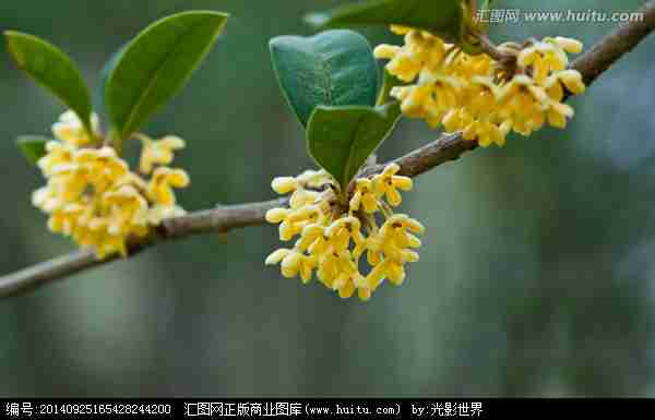 桂花树|树木|植物花草