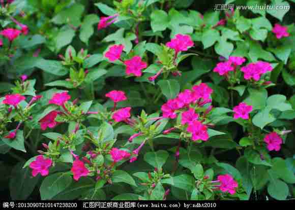 夜来香花卉植物花草