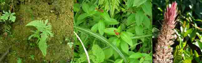 绿色植物花草矢量图