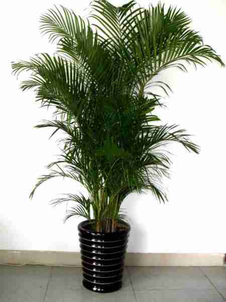 植物花卉庆典节日派对用品出租