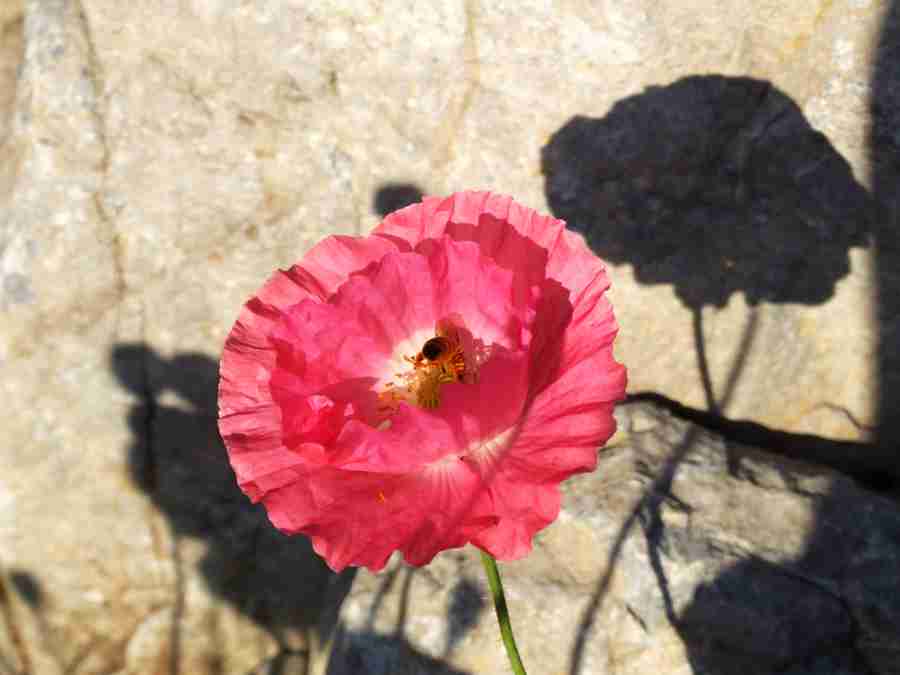一些植物花卉植物园拍摄