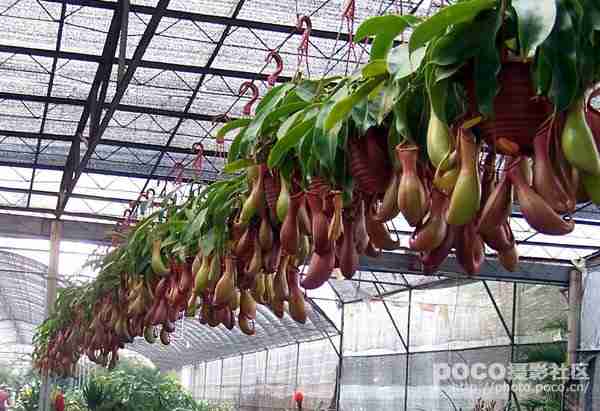 花卉手机上pocompococn