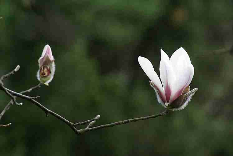 花卉一组生态摄影阿龙poco摄影作品展示