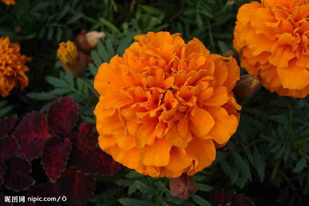 摄影花卉摄影图__花草