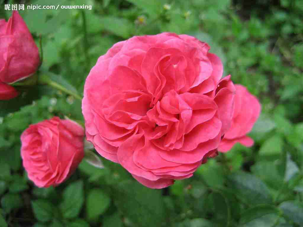 花卉摄影图__国内旅游