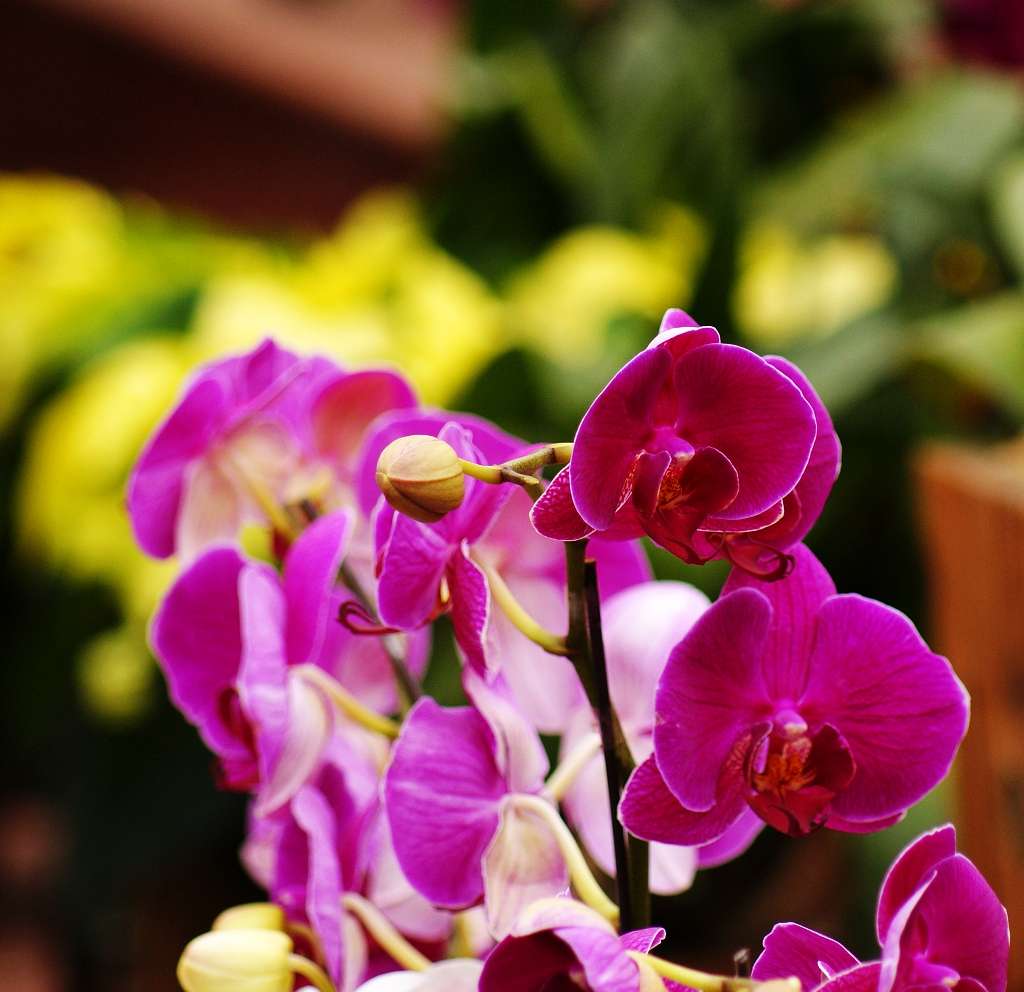 图漂亮的花卉蜂鸟摄影论坛