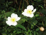 白色的花卉图片欣赏