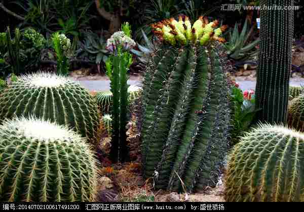 花卉肉植物图片_动物植物图片