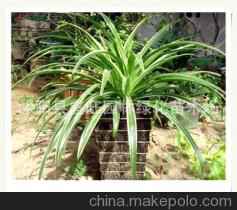 花卉植物欣赏_小寻茶楼吧