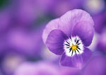花朵花卉图片专题|花朵花卉下载