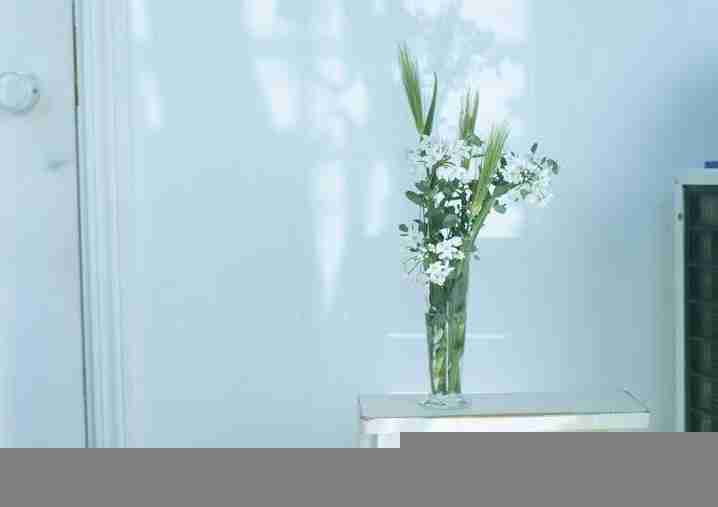 盆栽植物家居花草植物盆栽摆设大全