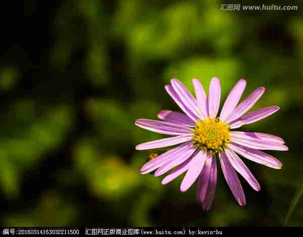 花花卉鲜花菊花花卉植物组合