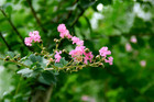 百日红花卉植物