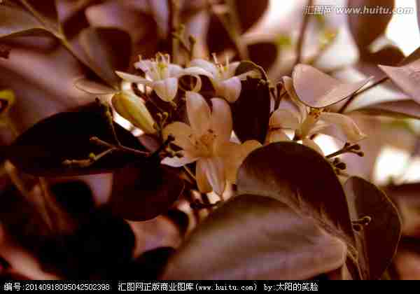 植物|花卉|植物花草