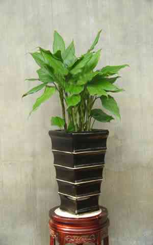 门口适合摆放什么花草植物?