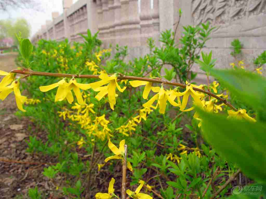 边绿化带中的花卉欣赏