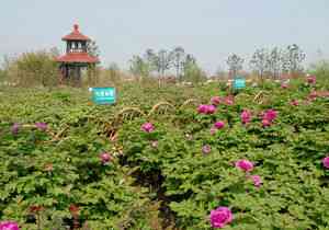 最新苏州花卉植物园图片