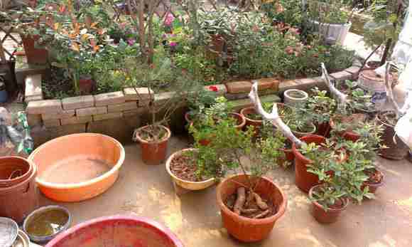 花草植物控我要做森系小美女