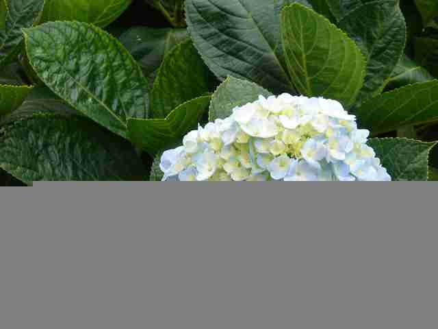 初学拍摄的花卉作品