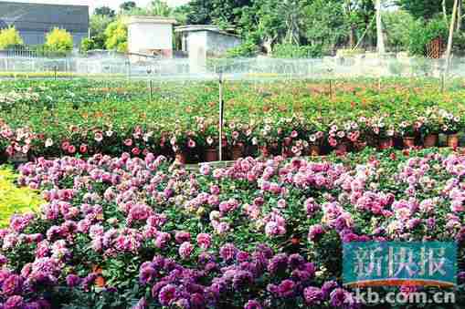 陈村花卉世界旅游文化节圣诞前迎客