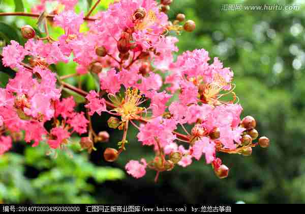 紫薇花|花卉|植物花草