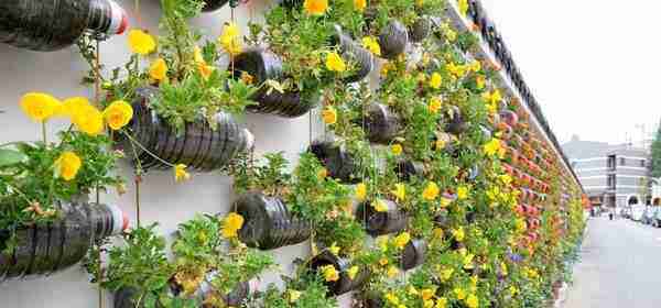 花卉布景遍地起花架伸向娱乐圈