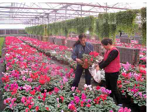 新疆石河子总场花卉基地冬季花卉走俏市场