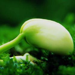 情在发芽_文字_唯美