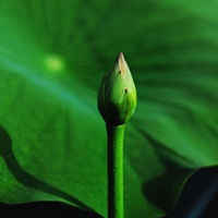 清新唯美意境荷花头像