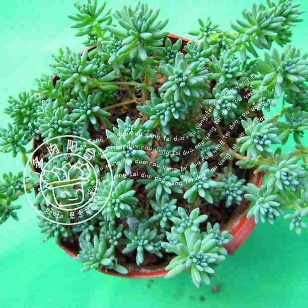 多图多肉植物多肉植物单品