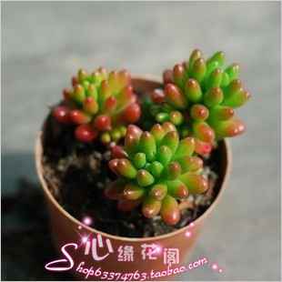 室内盆景花卉盆栽多肉植物