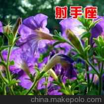 罐装植物种植blue