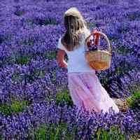 薰衣草_唯美图片