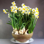 水培植物水生水养室内花卉