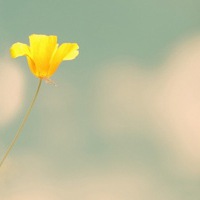 安然静好唯美花朵个性头像