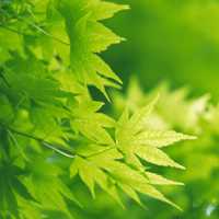 唯美树叶个性头像_不知为谁而垂涎枝头的那片叶子