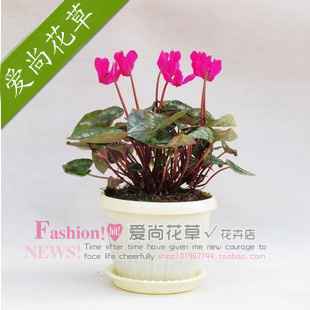 花卉盆栽植物仙客来花苗