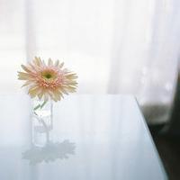 清新花朵图片头像唯美意境