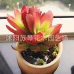 多肉植物{火祭}办公室绿植
