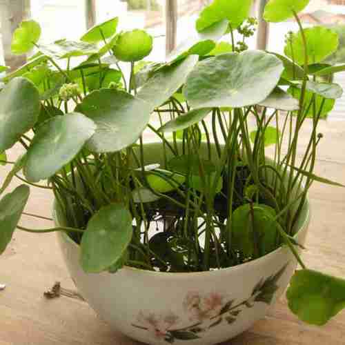 水培水养水生植物