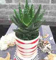 月光芦荟盆栽多肉植物花卉