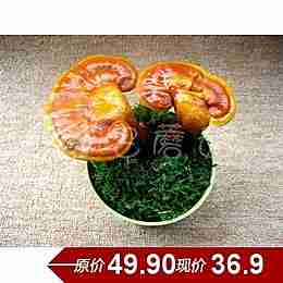 创意迷你绿色植物种植