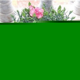 花卉盆栽植物康乃馨祝天下母亲美丽永存
